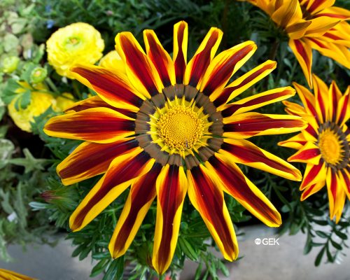 1_IMAGESSCOR_CHILD_20170623_034433